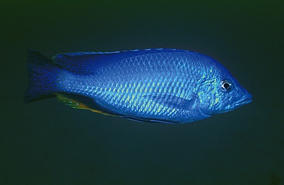 Hemitilapia oxyrhynchus 'Ntekete'